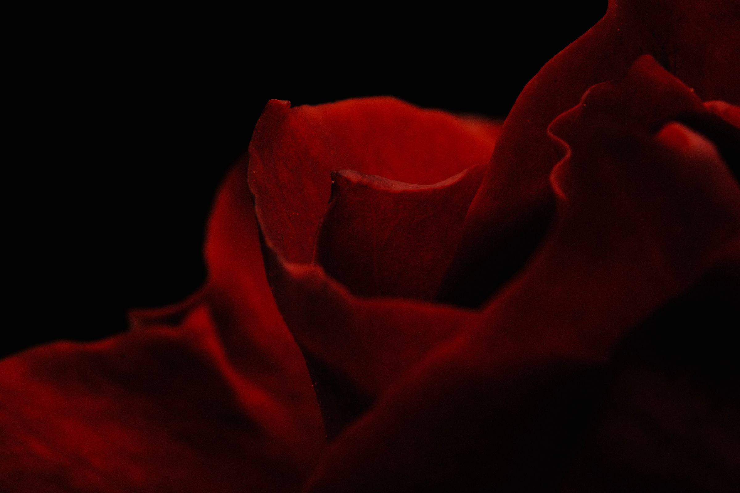 Red Rose in Dark Room